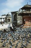10_Kathmandu, duiven op Durbar Square